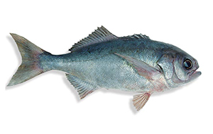 image of a blue warehou fish
