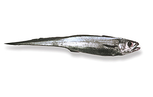 image of a hoki fish