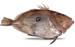image of john dory fish