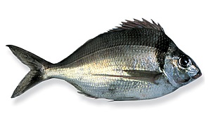image of a tarakihi fish