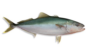 image of a yellowtail kingfish